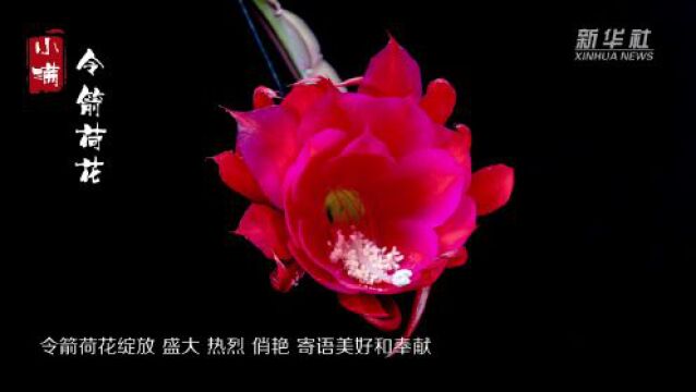 延时摄影二十四节气赏花开: 令箭荷花小满绽放