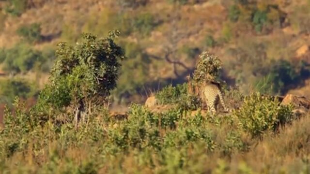 猎豹终于成功猎杀了一只羚羊,在狩猎时,幼崽们在场边观察学习