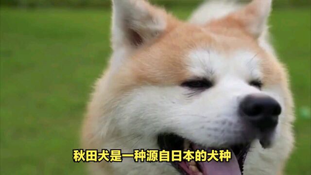 狗狗之秋田犬