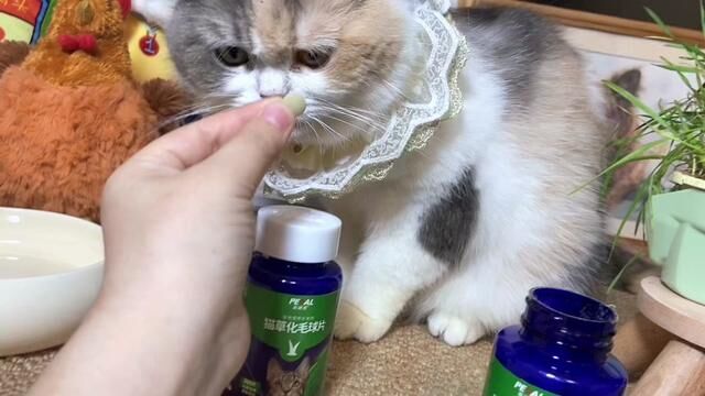 #猫草片 适口性好,猫咪愿意主动吃的猫草片