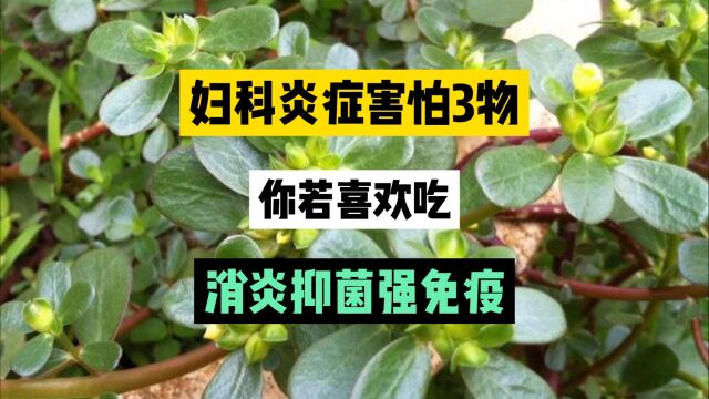 妇科炎症害怕3物,每天吃一点,消炎抑菌、强免疫