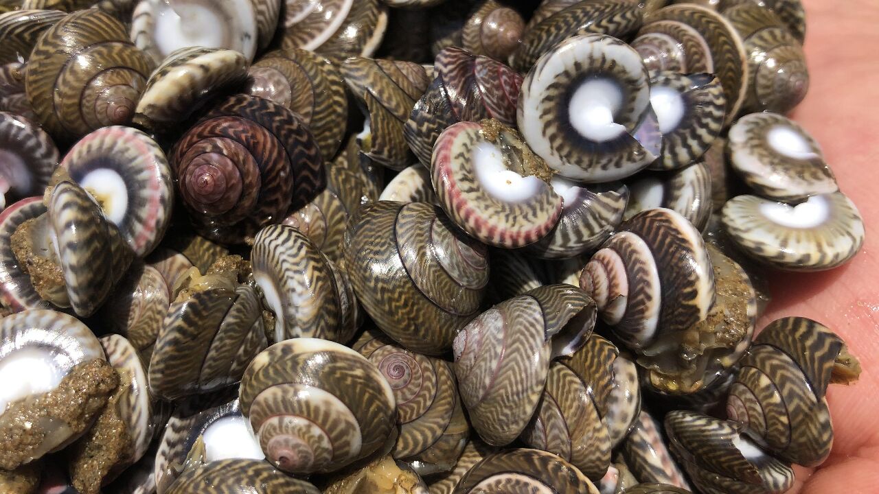 数不清的金钱螺爬满沙滩,小倪手脚齐用捡半天,不如小宝手抓两下