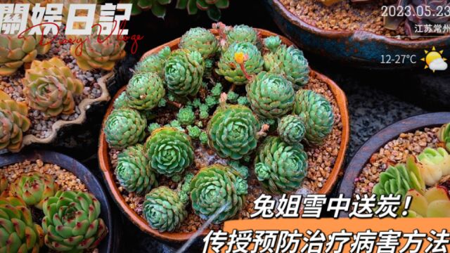 兔姐雪中送炭!送来药品、传授预防治疗多肉病害的方法!