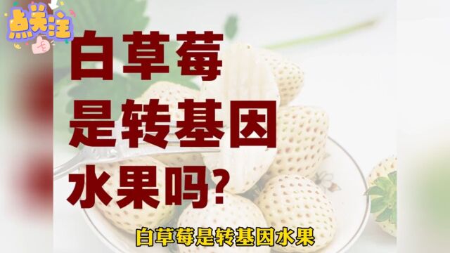 白草莓是转基因水果吗?