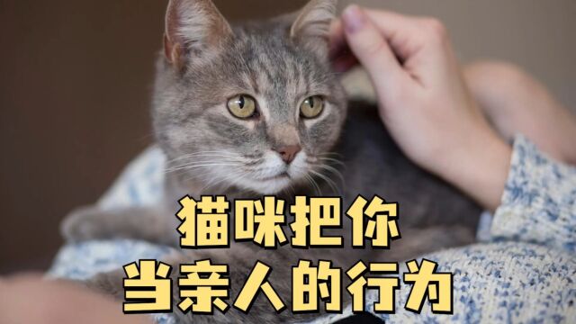 这5种行为,说明猫咪把你当亲人了!