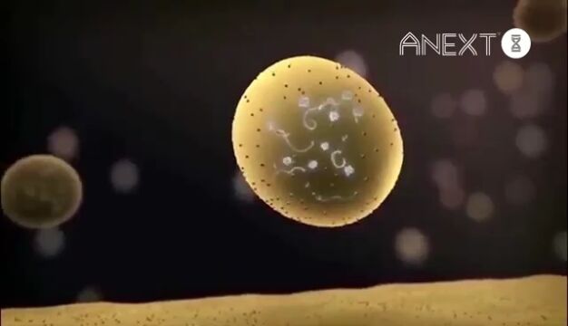 ANEXT安龄生物ⷦŽ⧴⢀œ超级原料”外泌体第四站