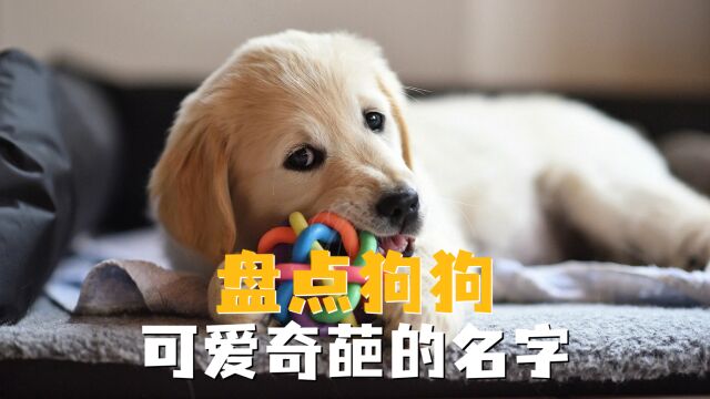 盘点狗狗可爱奇葩的名字