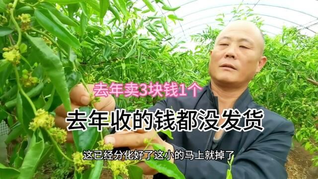 山西农民种植新品冬枣,卖价1个3块钱,去年定货都没完发完 #冬枣 #龙蟠冬枣