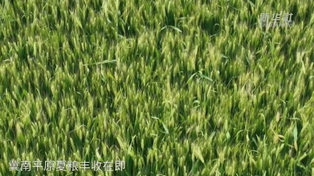 河北柏乡:腾并仓容备夏收