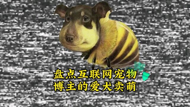 爆笑小杨@盘点全网宠物博主的爱犬卖萌