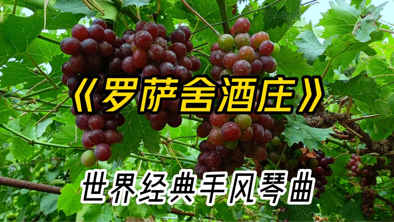 圆舞曲《罗萨舍酒庄》,意大利手风琴大师的杰作,闻曲起舞