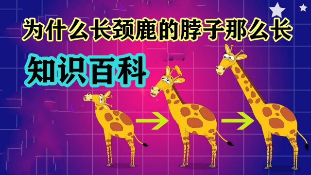 终于搞明白了,为什么长颈鹿的脖子那么长,其实大家都知道原因