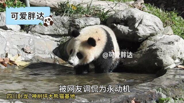 这只大熊猫被吉利公司认养了,被称为“永动机”!