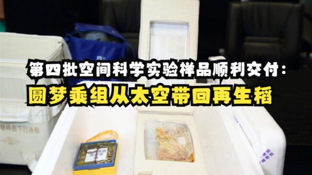 第四批空间科学实验样品顺利交付:圆梦乘组从太空带回再生稻