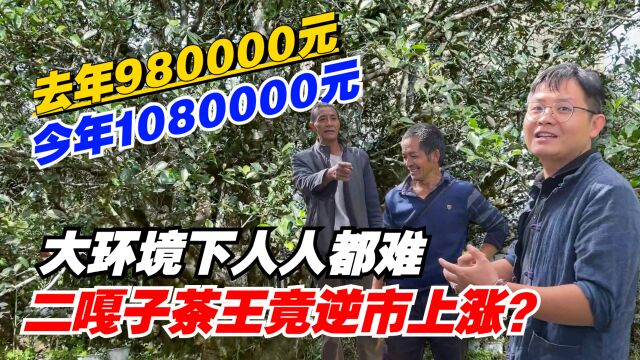 普洱茶:大环境下人人都难,二嘎子茶王竟逆市上涨?去年98万今年108万?