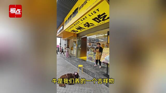 牛肉干店门口栓小牛犊宣传现点现做,店主:小牛是吉祥物,不会杀