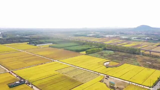 日照市东港区:金色稻田 “丰”景如画