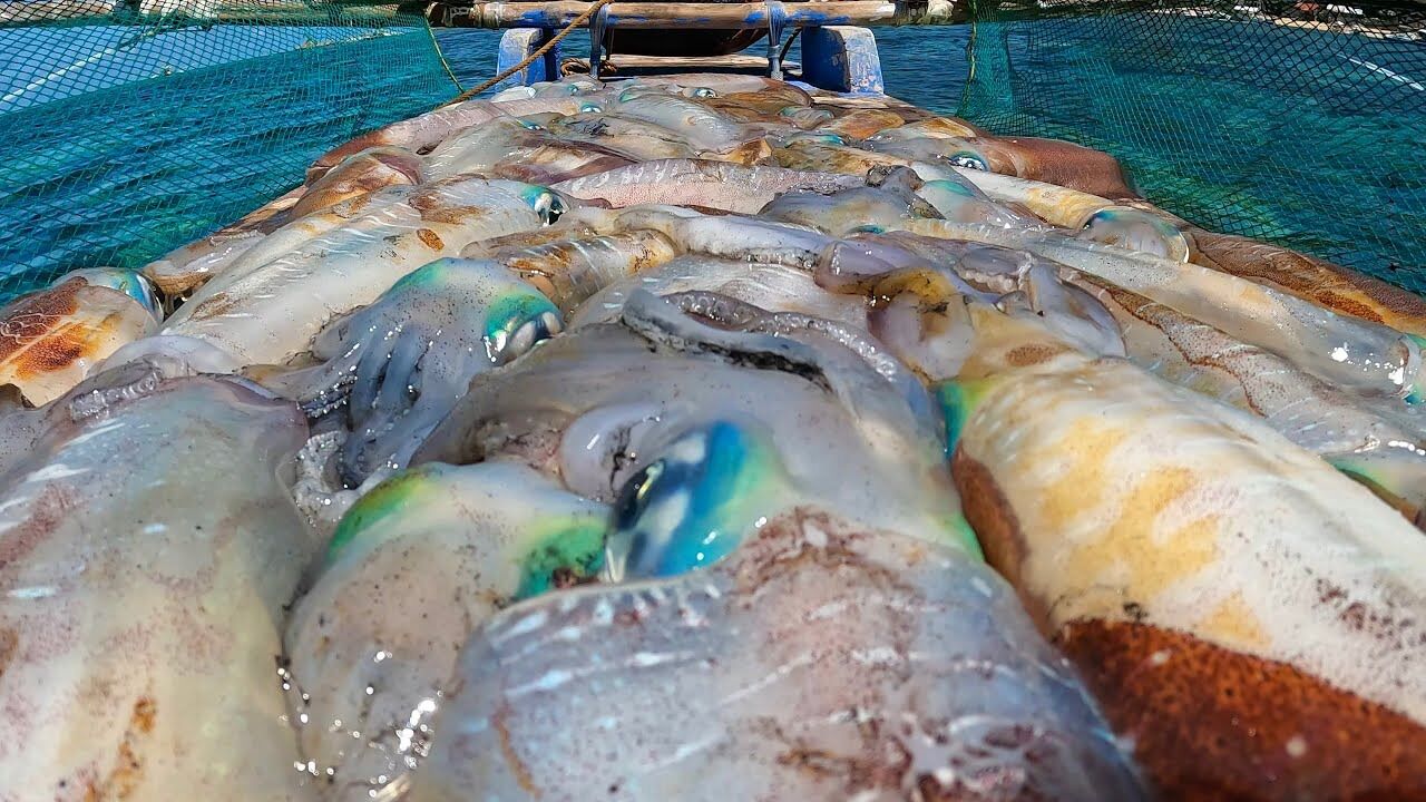 国外十岁小朋友钓鱿鱼,用塑料桶做简易船海钓,技术高低全看天赋