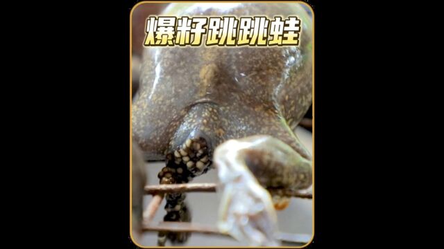 许久没炫蛙的兄弟们看过来,嘎嘎带劲的爆籽跳跳蛙绝对让你呶呶上头