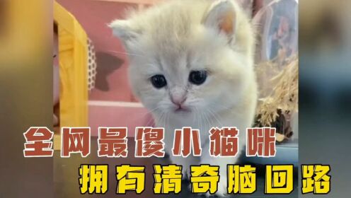 你见过全网最傻的小猫咪吗？拥有清奇脑回路的它，每天吃猫砂！_高清1080P在线观看平台_腾讯视频