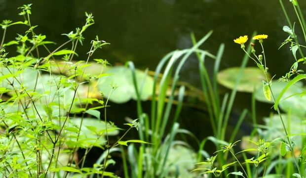 山东冠县芝康纪灵芝孢子粉:源自纯净土地的健康宝藏