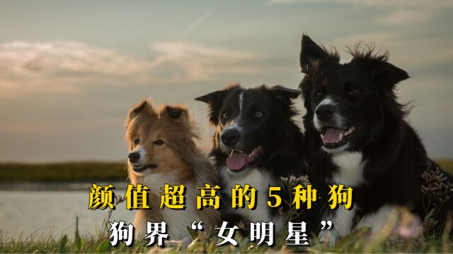 颜值超高的5种狗,堪称狗界“女明星”