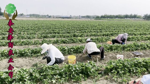 集高产、抗病、品质于一身,红颜草莓苗是你不容错过的种植良品!