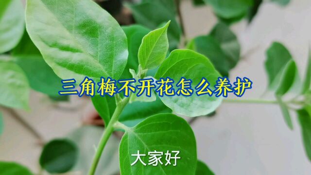 三角梅夏季不开花怎么办,做好这几点