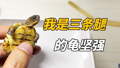 身残志坚的小龟，用三条腿书写生命的力量！
