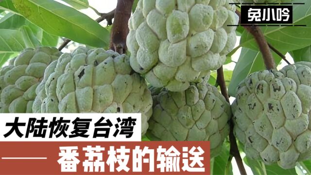 大陆恢复台湾番荔枝的输送,业者进行改善品质措施