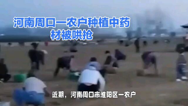 河南中药材哄抢事件:揭示农村法律意识淡薄