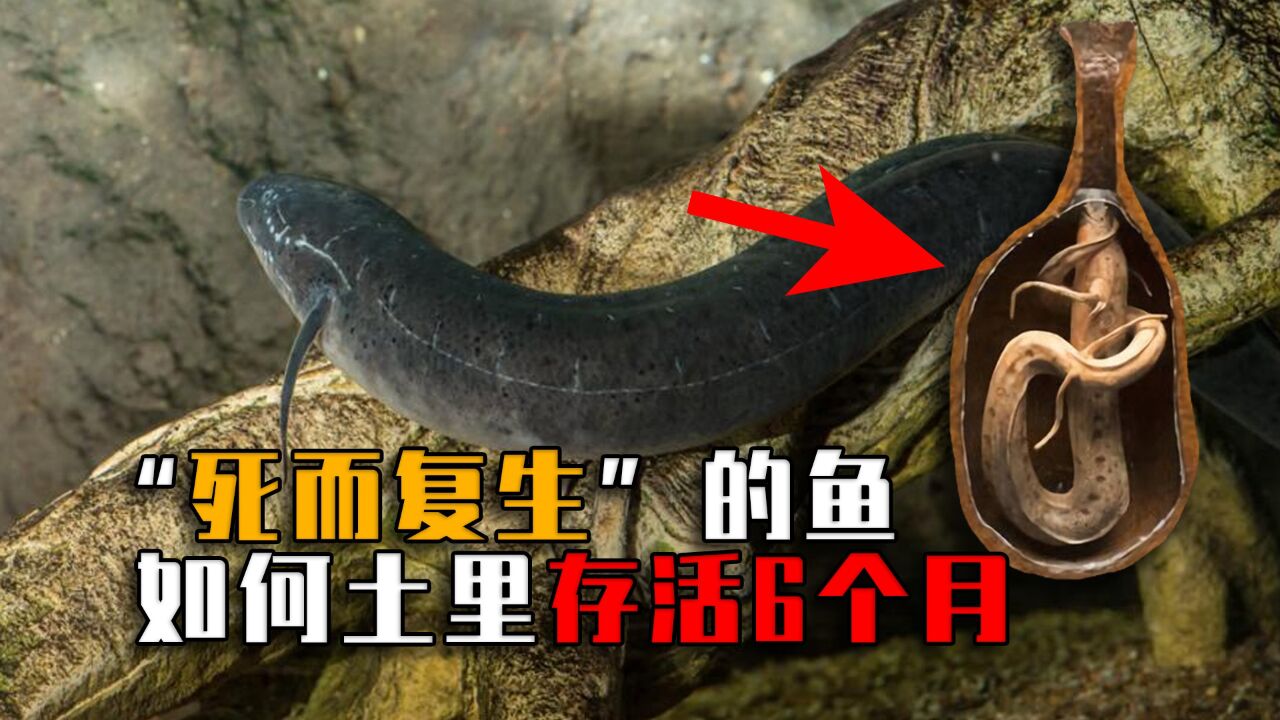 能够"死而复生"的鱼,埋土里6个月还能活,非洲肺鱼有多牛?
