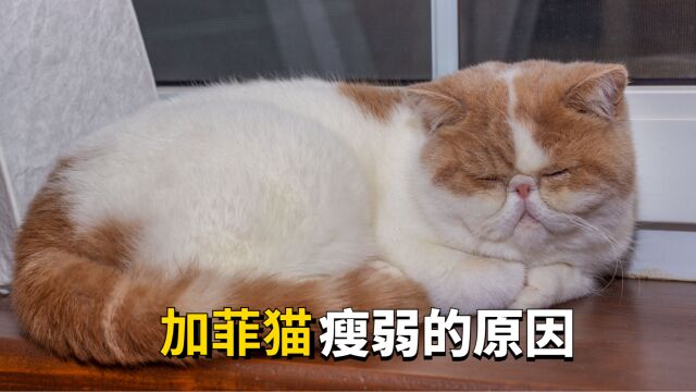 为何加菲猫会太廋?这几个原因宠主要注意!