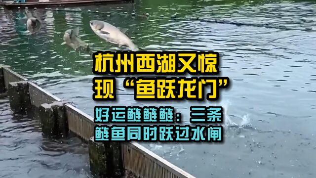 好运鲢鲢鲢:三条鲢鱼同时跃过水闸,杭州西湖又惊现“鱼跃龙门”