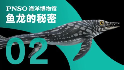 第02集 最成功的中生代海生爬行动物——鱼龙类