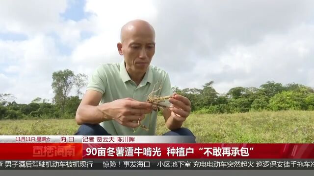 90亩冬薯遭牛啃光 种植户“不敢再承包”