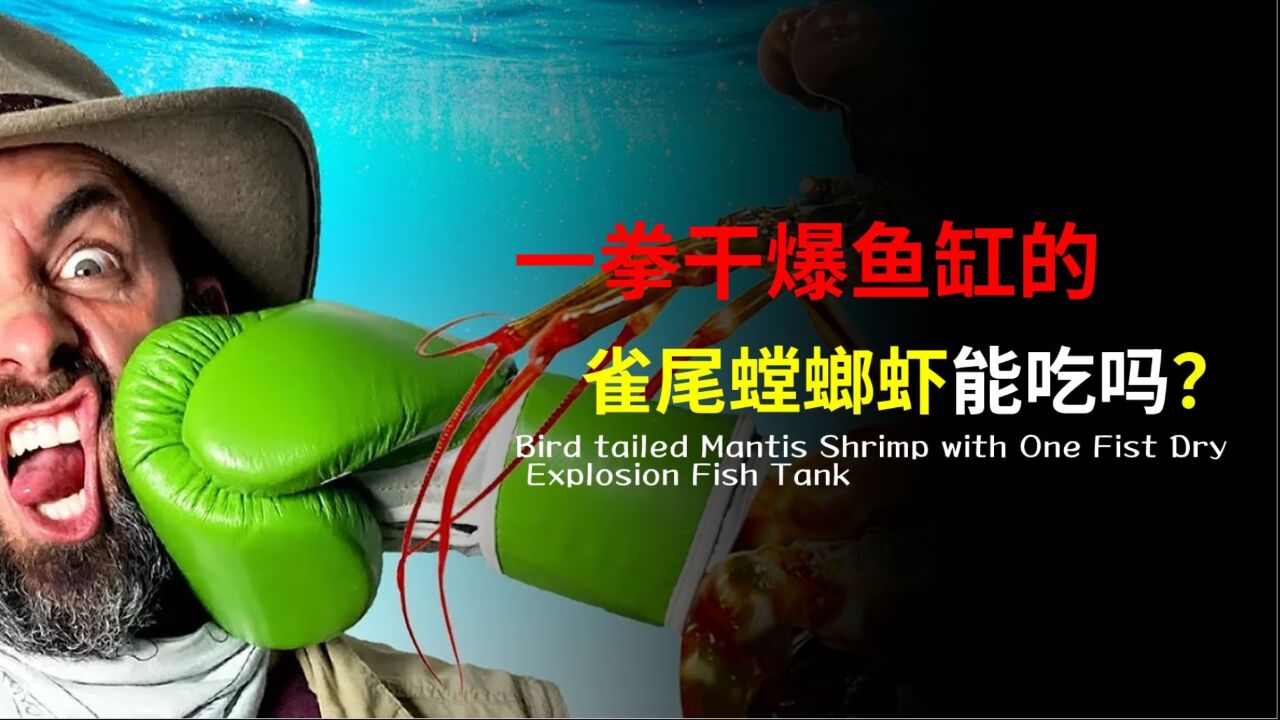 一拳干爆鱼缸的雀尾螳螂虾,能吃吗?