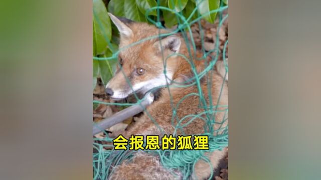 小狐狸被拦网缠住,老人解救后狐狸却知道回来报恩.