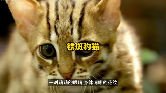 世界上最小的猫