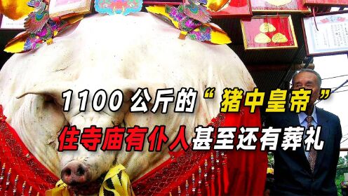 重达1100公斤的浙江猪王，在村民的协助下，成功躲过4次宰杀_高清1080P在线观看平台_腾讯视频