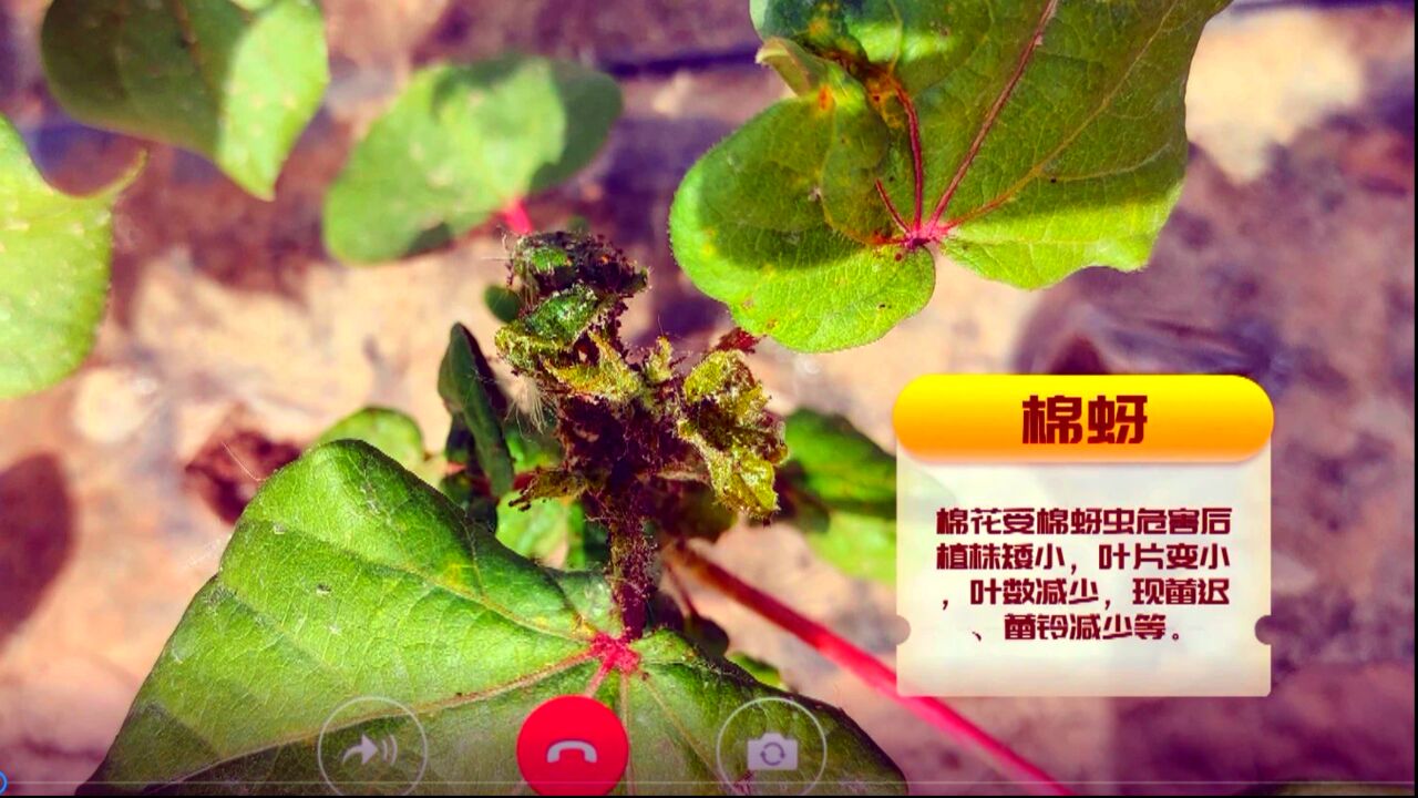 科技兴农棉花蚜虫防治