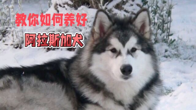 教你如何养好阿拉斯加犬