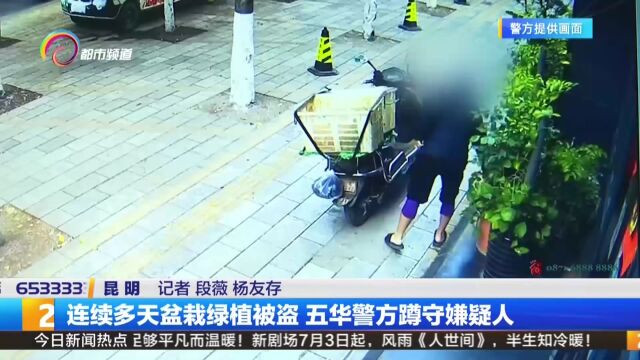 连续多天盆栽绿植被盗 五华警方蹲守嫌疑人