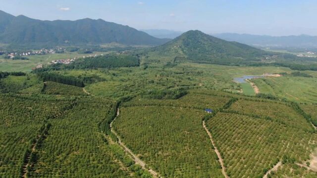 (祁阳山水好 茶油格外香)提升精深加工能力 推动油茶全产业链发展