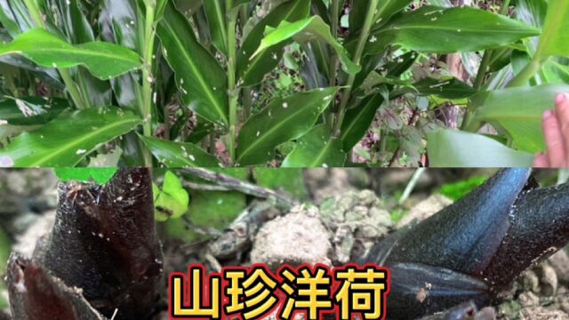 在我国的南方有一种纯天然蔬菜,在古代被誉名为山珍、你吃过吗