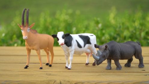 第22集 认识动物：奶牛、羚羊、犀牛、儿童科普认知