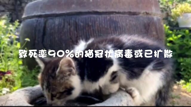 致死率90%的猫冠状病毒或已扩散