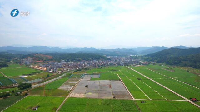 《福建新视野》发展乡村振兴新思路 描绘共同富裕新画卷—沙县区烟草专卖局