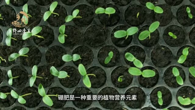 硼肥是个宝,促花少不了!柑橘缺硼品质差,学会补硼很重要!