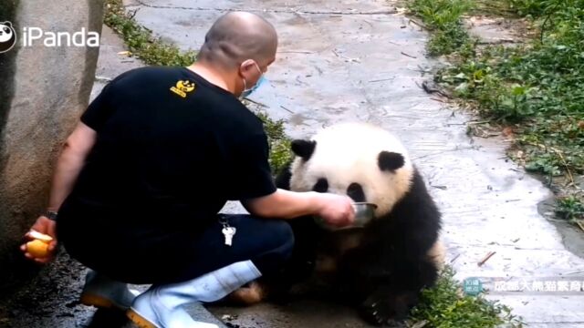 花花喝奶VS肉肉喝奶,谭爷爷各种开小灶